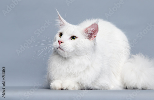 white maine coon cat on a gray background