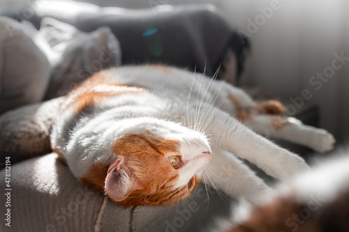 close up. brown and white cat with yellow eyes lying on its back © magui RF