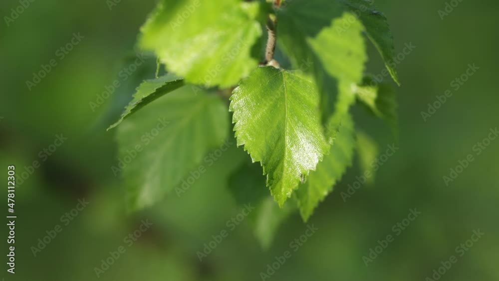 Close-up of fresh Silver birch, Betula pendula leaves on a May evening in Estonia. Close-up of fresh Silver birch, Betula pendula leaves on a May evening in Estonia.