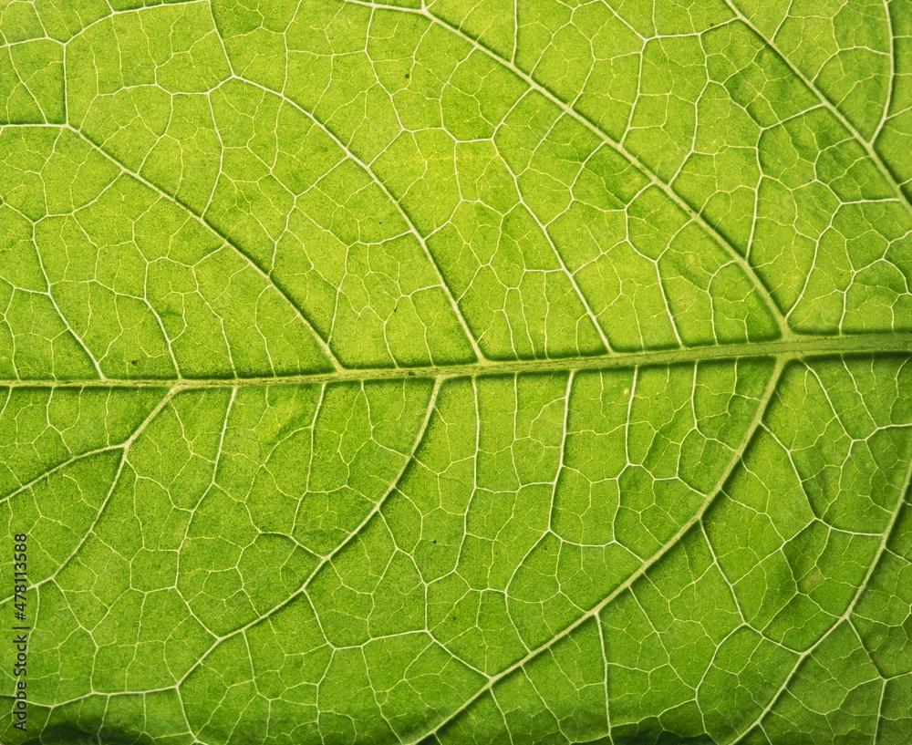 Macro photo leaf texture, natural background Macro photo leaf texture, natural background