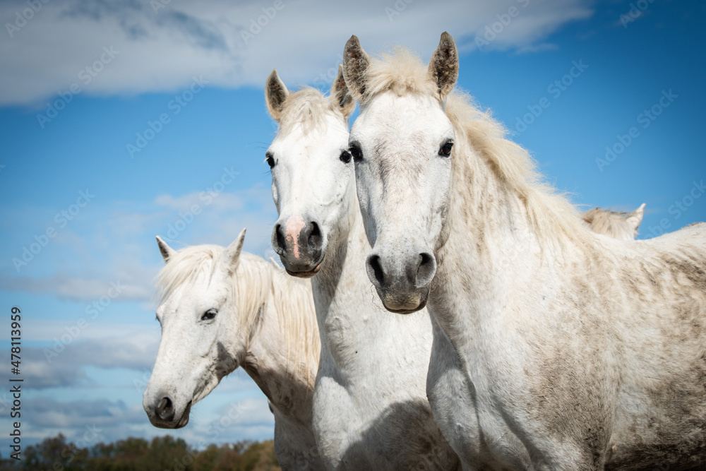 Fototapeta premium White horses in Camargue