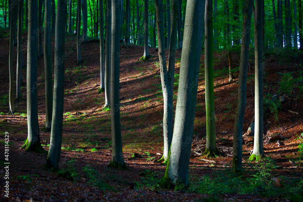 The beautiful beech forest in the early autumn