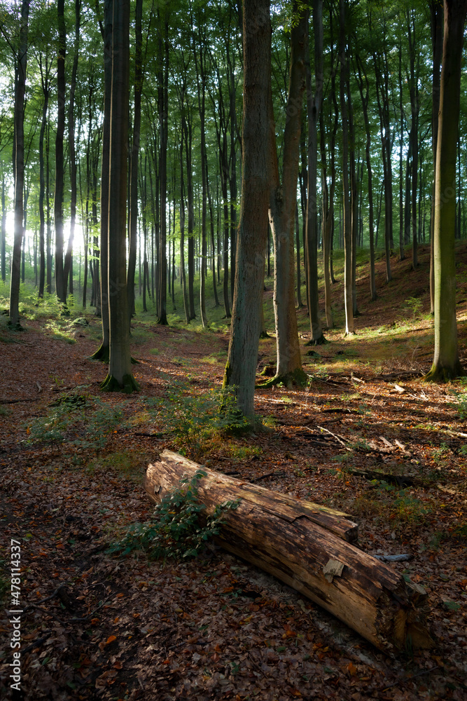 The old wood in the middle of the beech forest