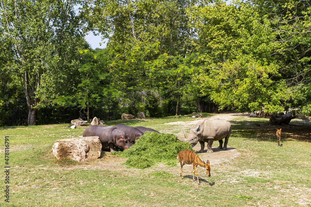 Animals in their reconstructed natural habitat Animals in their reconstructed natural habitat