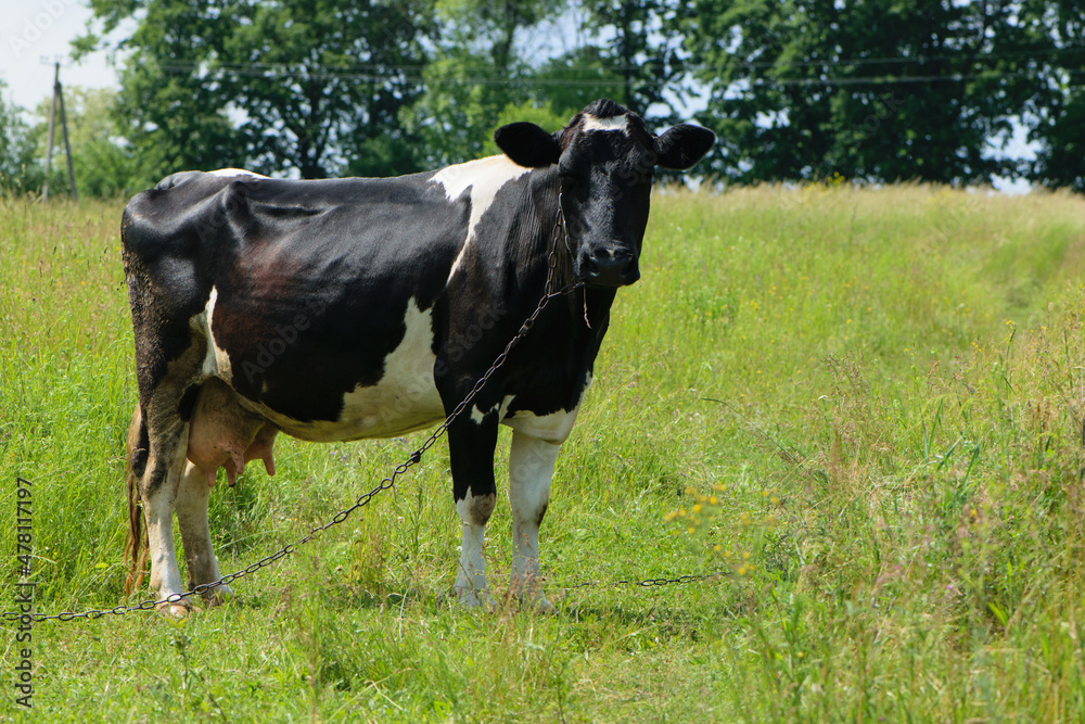 cow. Dairy cow in the pasture. black young cow, stands on green grass. spring day. milk farm. home animal. cattle. the cow is grazing in the meadow. close-up. black and white animal in green grass