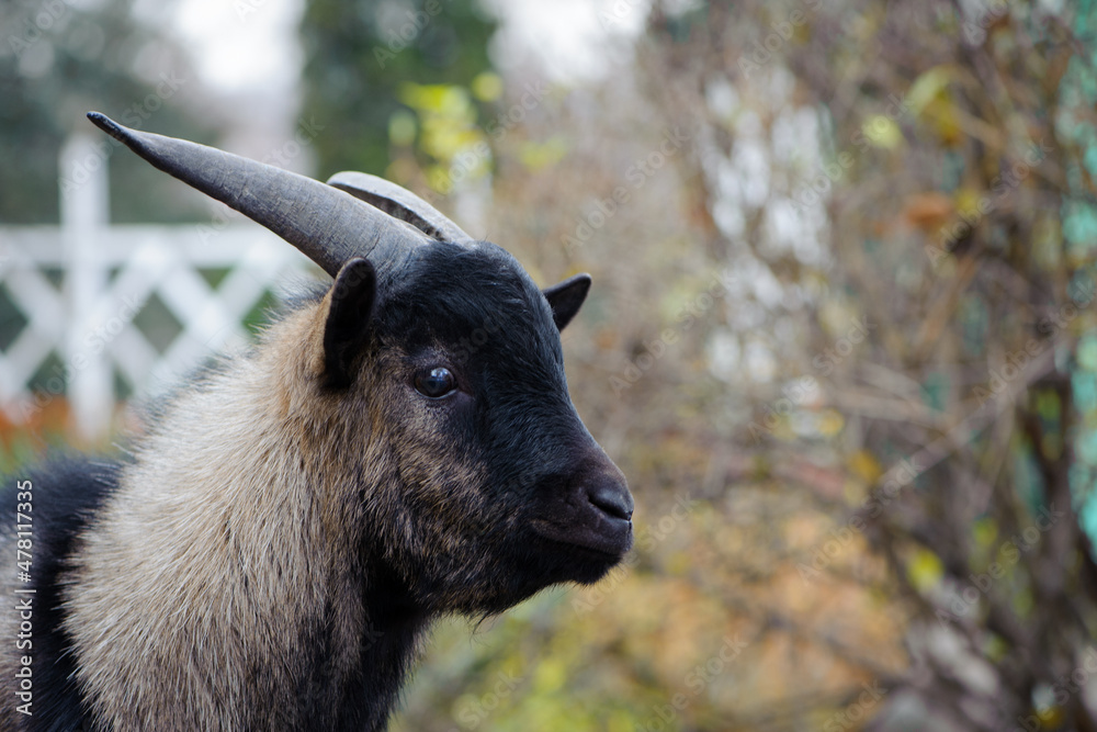 Black goat portrait close-up. Capra. black-gray goat, Domestic goat. dairy farm, animal husbandry. cute wild animal, male goat with big horns. looks to the side, side view Black goat portrait close-up. Capra. black-gray goat, Domestic goat. dairy farm, animal husbandry. cute wild animal, male goat with big horns. looks to the side, side view