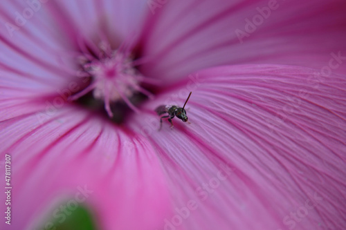 Pink flower with insect, close up
