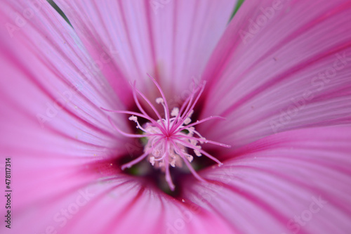 Pink flower, close up