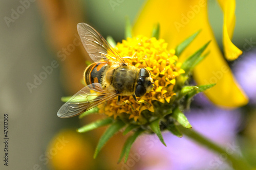 Big bee on a yellow flower, close-up