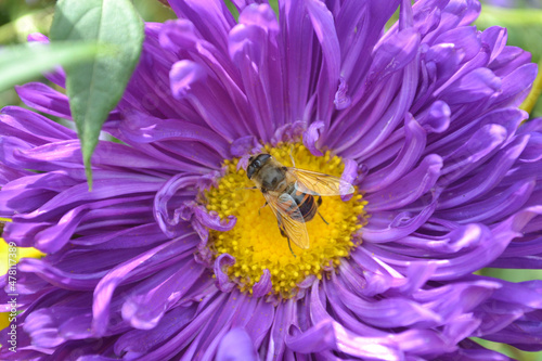 Honey bee on a purple flower