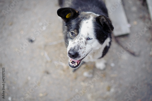 sick stray dog on the street. animal care concept, homeless problem, veterinary medicine, volunteer assistance. kind, playful animal. black and white dog asks for food. close-up