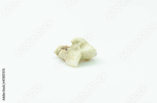 A cat's tooth fell out from a dental chamber on a white background
