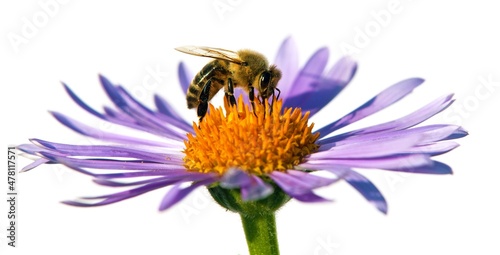 bee or honeybee on flower isolated on white