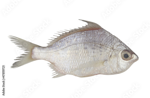 Whipfin silver-biddy fish isolated on white background  Gerres filamentosa