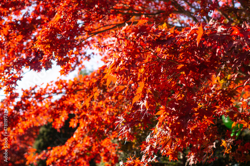 붉은색 단풍나무