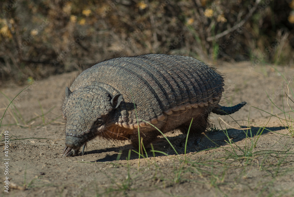 Obraz premium Hairy Armadillo, in desert environment, Peninsula Valdes, Patagonia, Argentina
