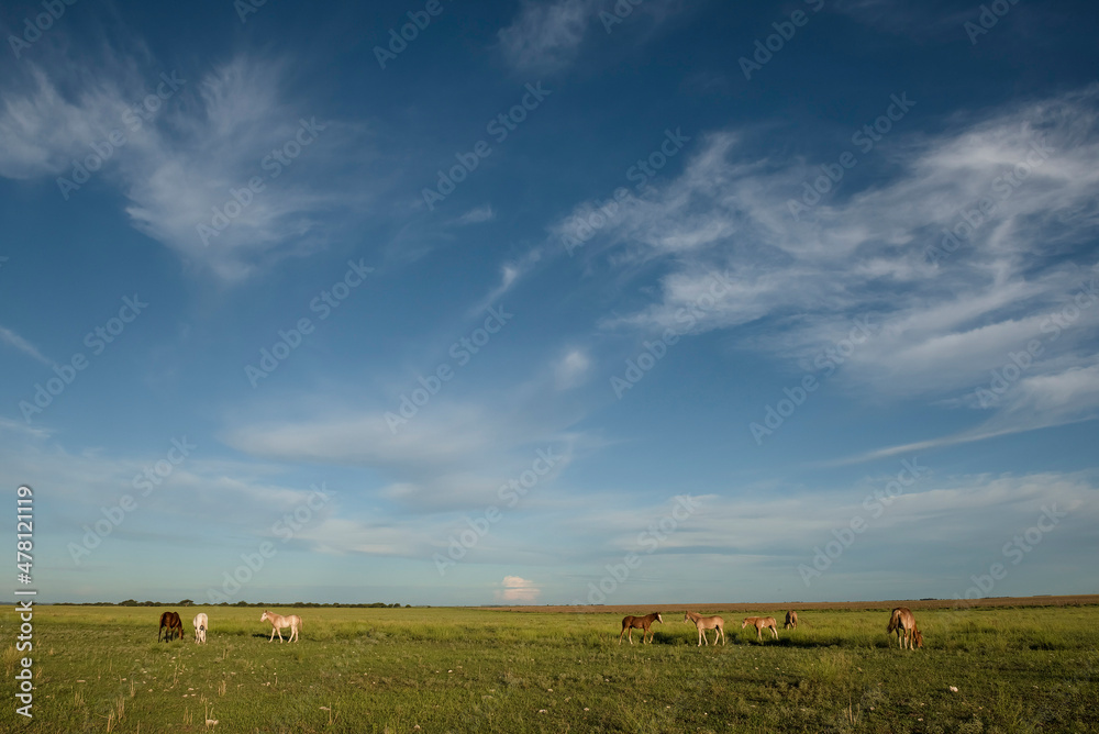 Fototapeta premium Horse silhouette at sunset, in the coutryside, La Pampa, Argentina.