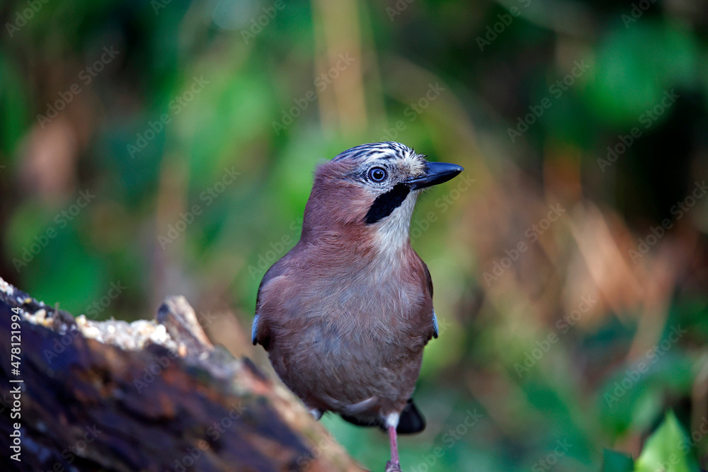 Eurasian jay searching for food in the woods Eurasian jay searching for food in the woods