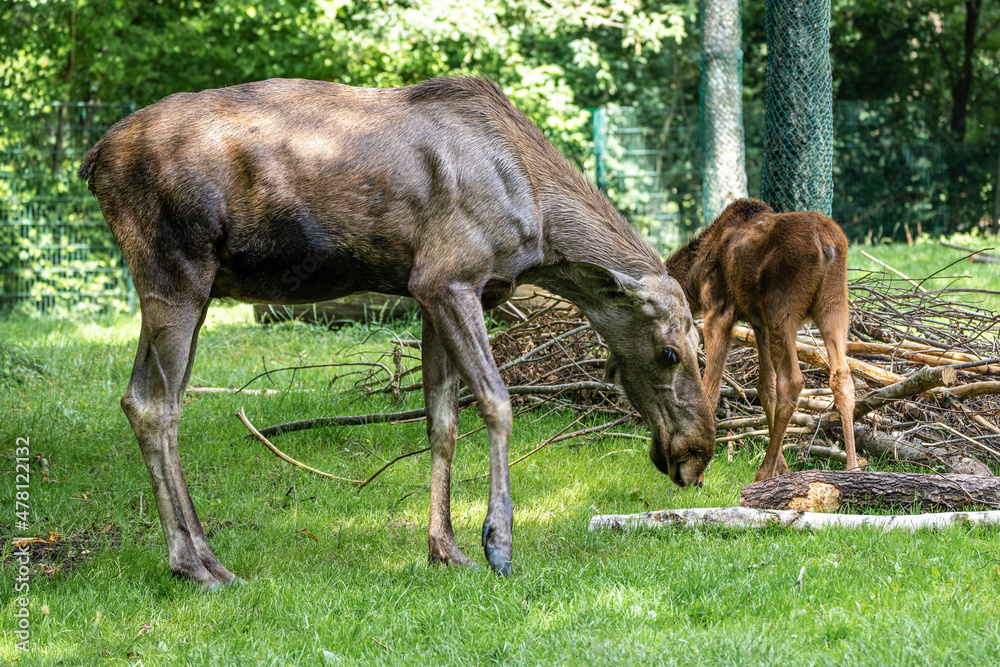 European Moose, Alces alces, also known as the elk European Moose, Alces alces, also known as the elk