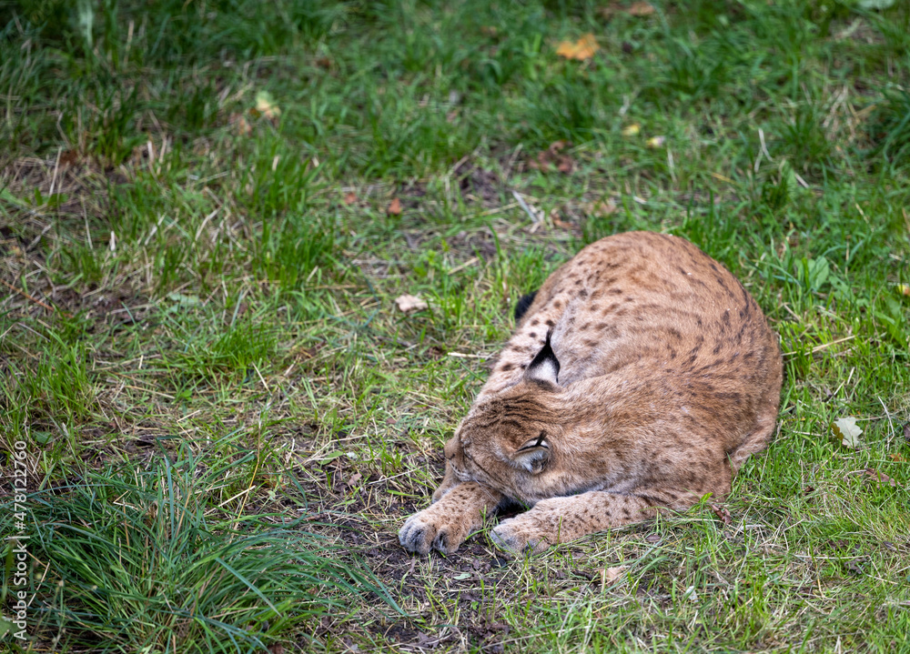 Fototapeta premium Sleeping lynx.