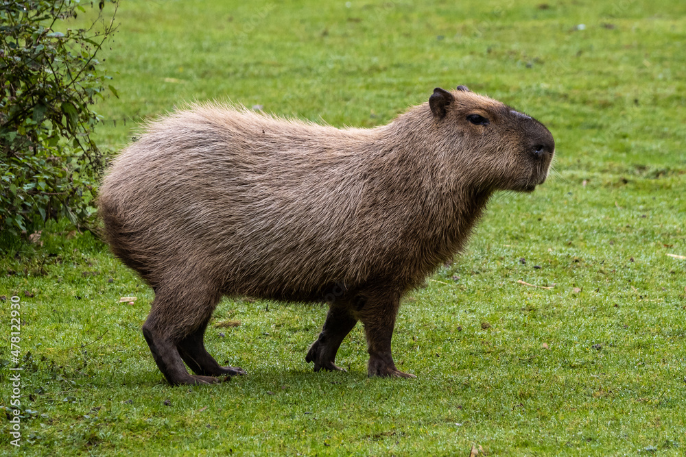 Capybara, Hydrochoerus hydrochaeris grazing on fresh green grass Capybara, Hydrochoerus hydrochaeris grazing on fresh green grass