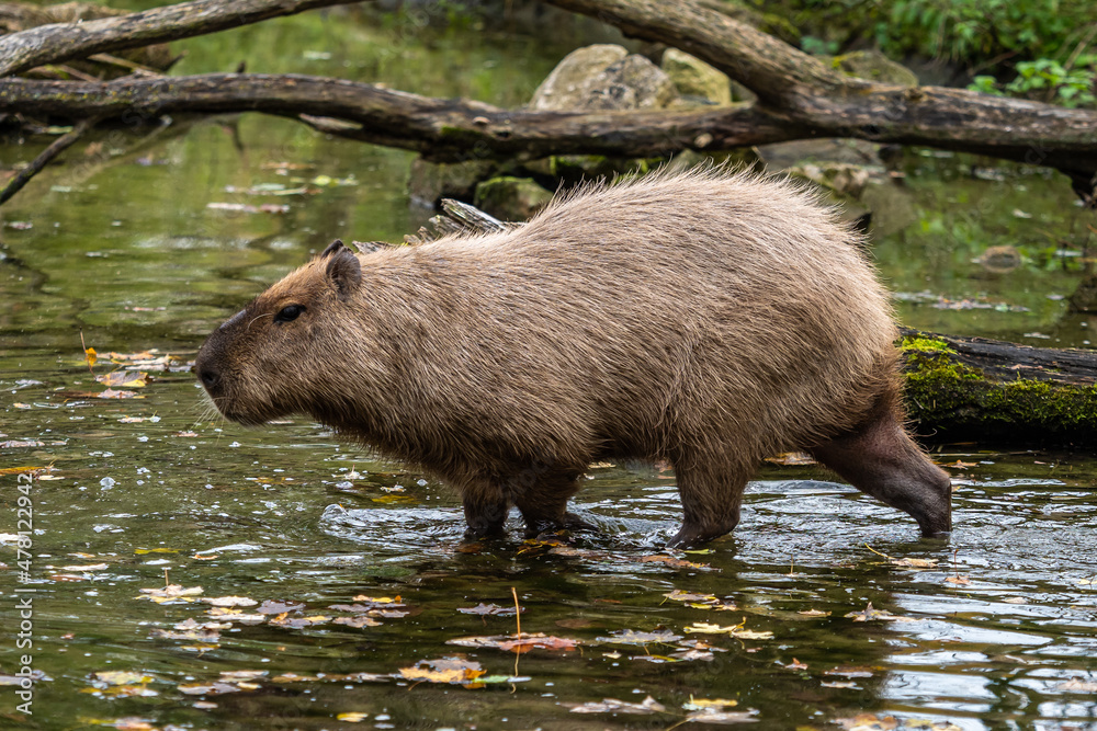 Capybara, Hydrochoerus hydrochaeris grazing on fresh green grass Capybara, Hydrochoerus hydrochaeris grazing on fresh green grass