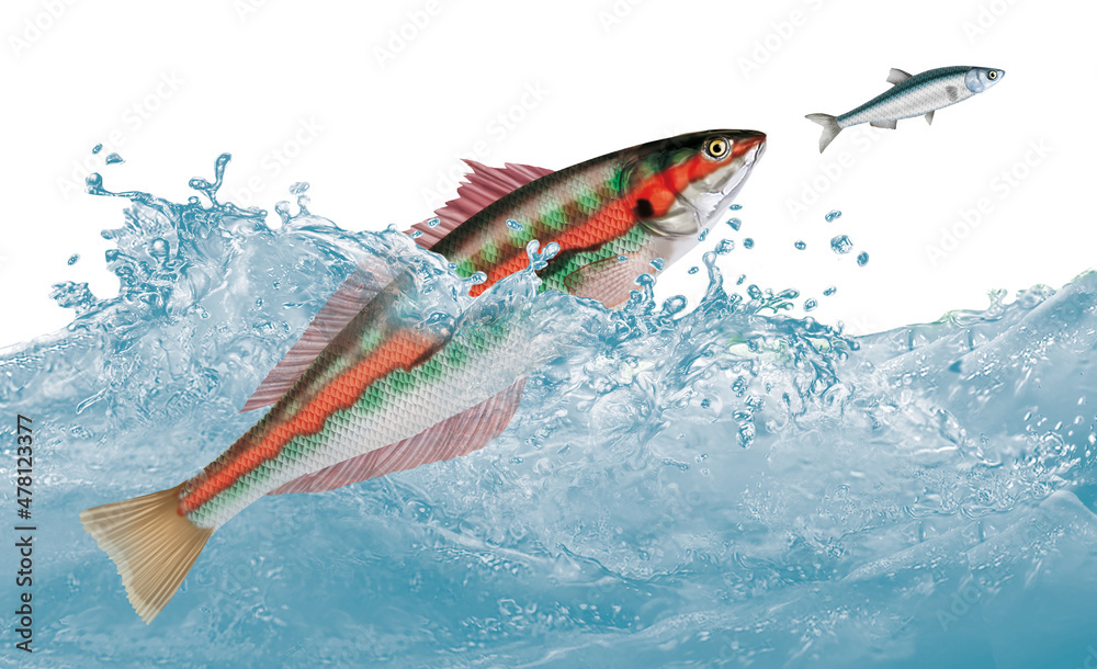 Fototapeta premium poisson, girelle, attaque, évasion, vague, aliment, frais, blanc, fruits de mer, brut, pêche, sauvage, mer, ailette, sain, queue, attraper, truite, tête, nature, argent, fraîcheur, eau, repas 