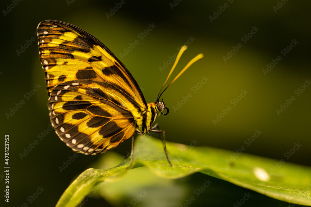 Obraz premium Butterfly perching atop a leaf