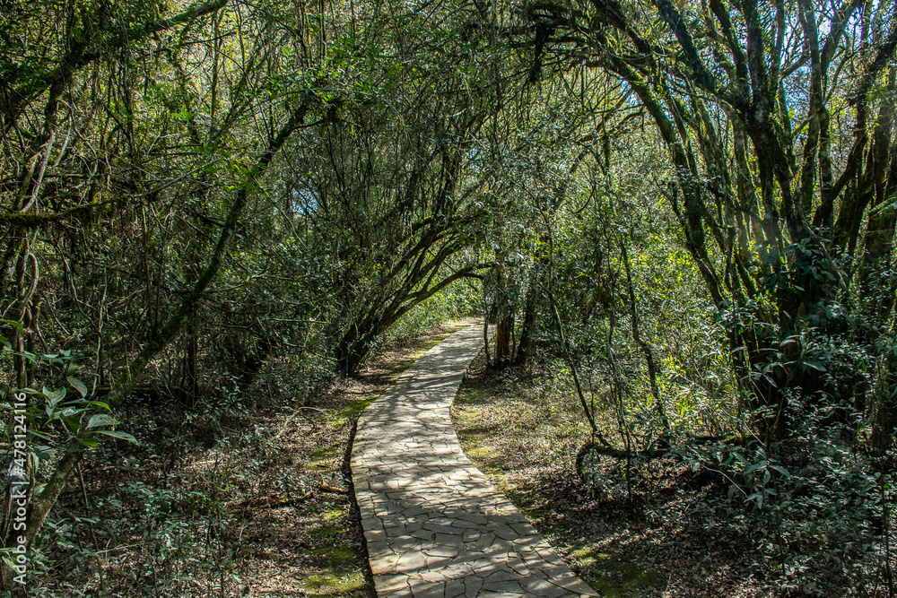 Obraz premium path in the forest