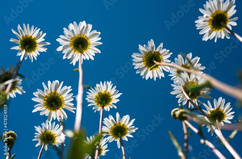 chamomile flower against blue sky 