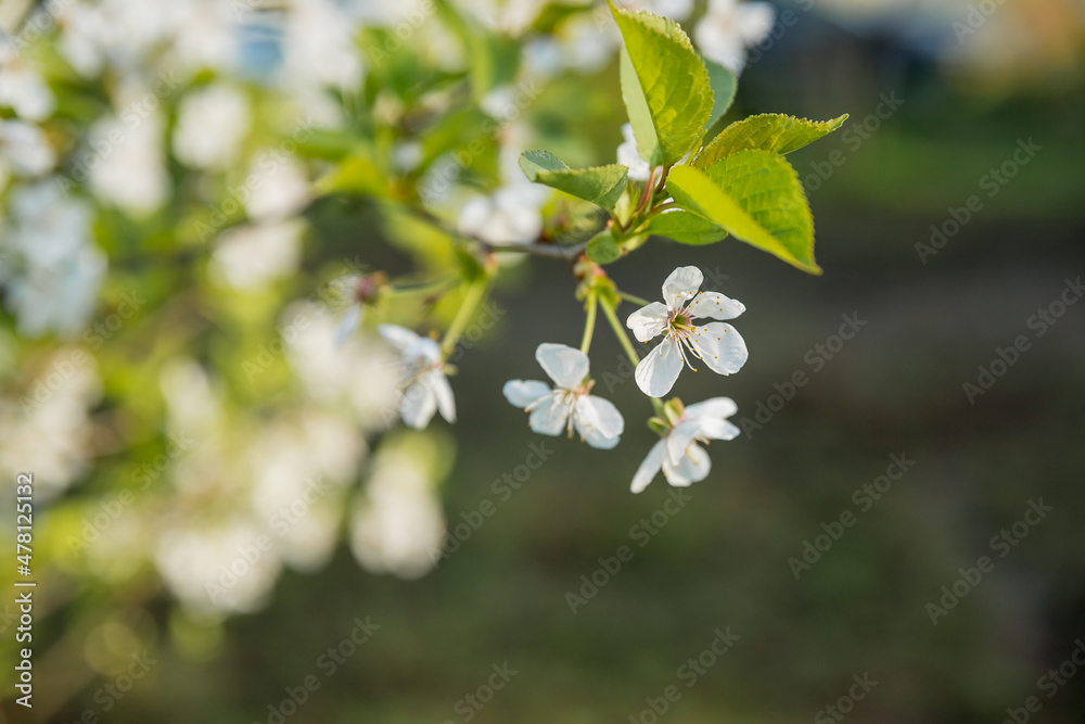 Fruit tree twigs with blooming white and pink petal flowers in spring garden.natural background, summer background, young foliage, apple orchard, apple trees in bloom Fruit tree twigs with blooming white and pink petal flowers in spring garden.natural background, summer background, young foliage, apple orchard, apple trees in bloom