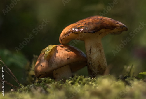 boletus mushrooms grow in the forest 