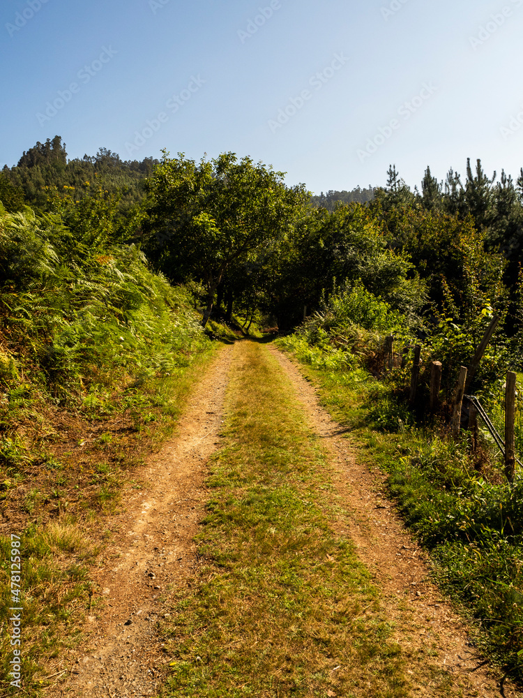 imagen de un camino de tierra entre la vegetación, todo verde, con el cielo azul y un árbol al final del camino 
