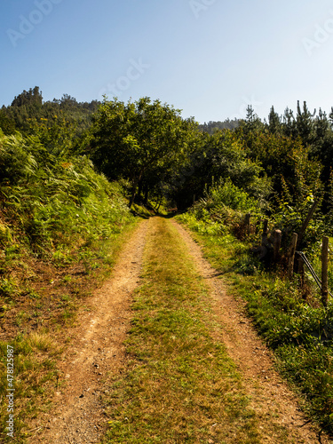 imagen de un camino de tierra entre la vegetación, todo verde, con el cielo azul Fototapet