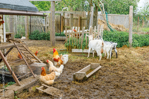 Goat and free range chicken on organic animal farm freely grazing in yard on ranch background. Hen chickens domestic goat graze in pasture. Modern animal livestock, ecological farming. Animal rights photo