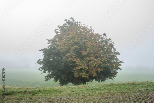a chestnut tree with colered leaves on a misty day in autumn near river Oude IJssel photo