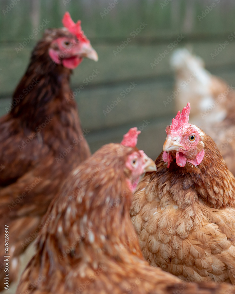 Close up of white-brown chickens