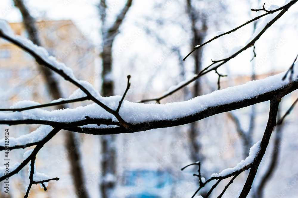 Frosty tree branch with snow in winter, bare tree branches Frosty tree branch with snow in winter, bare tree branches