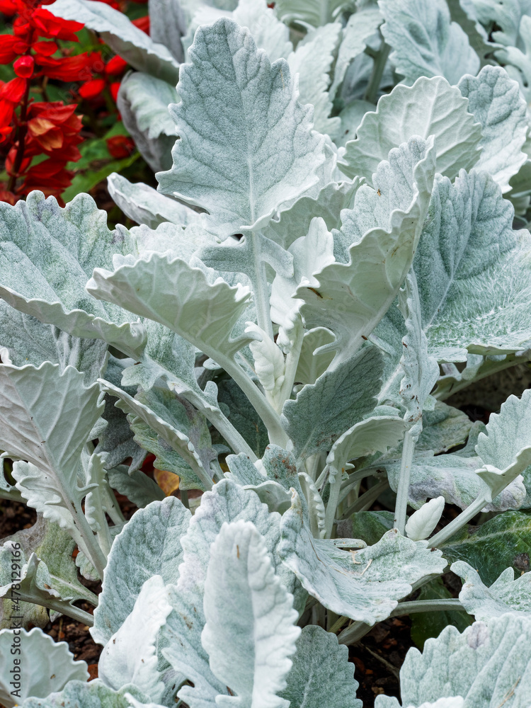 Senecio cineraria 'Cirrus' ou Cinéraire maritime ou argenté. Arbrisseau