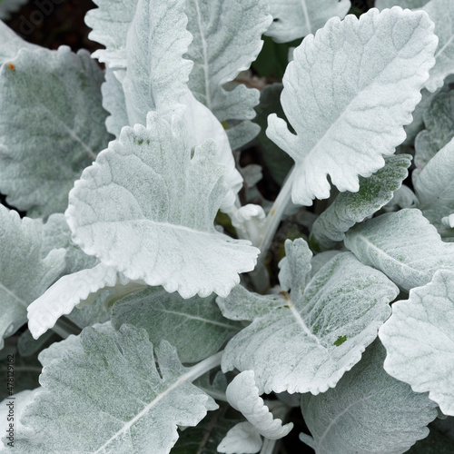 Senecio cineraria 'Cirrus' ou Cinéraire maritime. Gros plan sur feuilles lobées, épaisses, duveteuses de couleur argenté photo