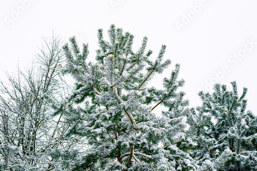 A snowy evergreen tree branches in winter © 3d_vicka