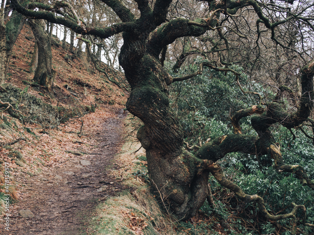 Obraz premium Errwood, Peak District