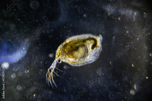 Microscopic image of zooplankton Water Flea Daphnia on darkfield photo