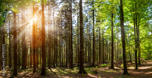 Silent Forest in spring with beautiful bright sun rays