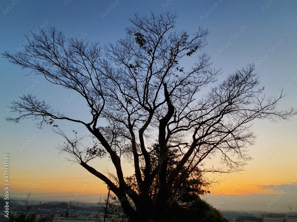 夕焼け空に一本の木のシルエット