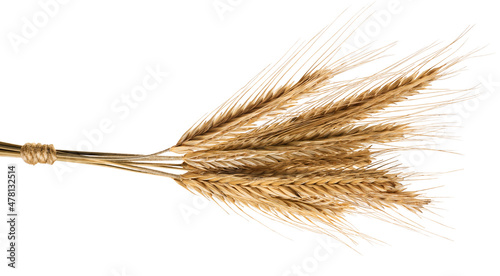 Wheat spikelets isolated on white background.
