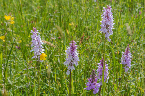 spotted orchid blooming in nature area wetland Witte brink