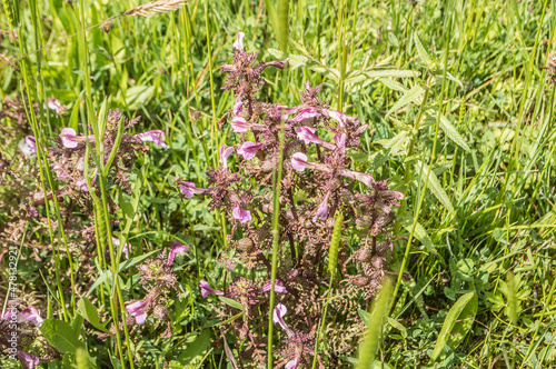Marsh lousewort blooming in wetland nature are Witte Brink in spring photo