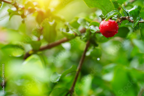 Fresh organic Acerola cherry on the tree.