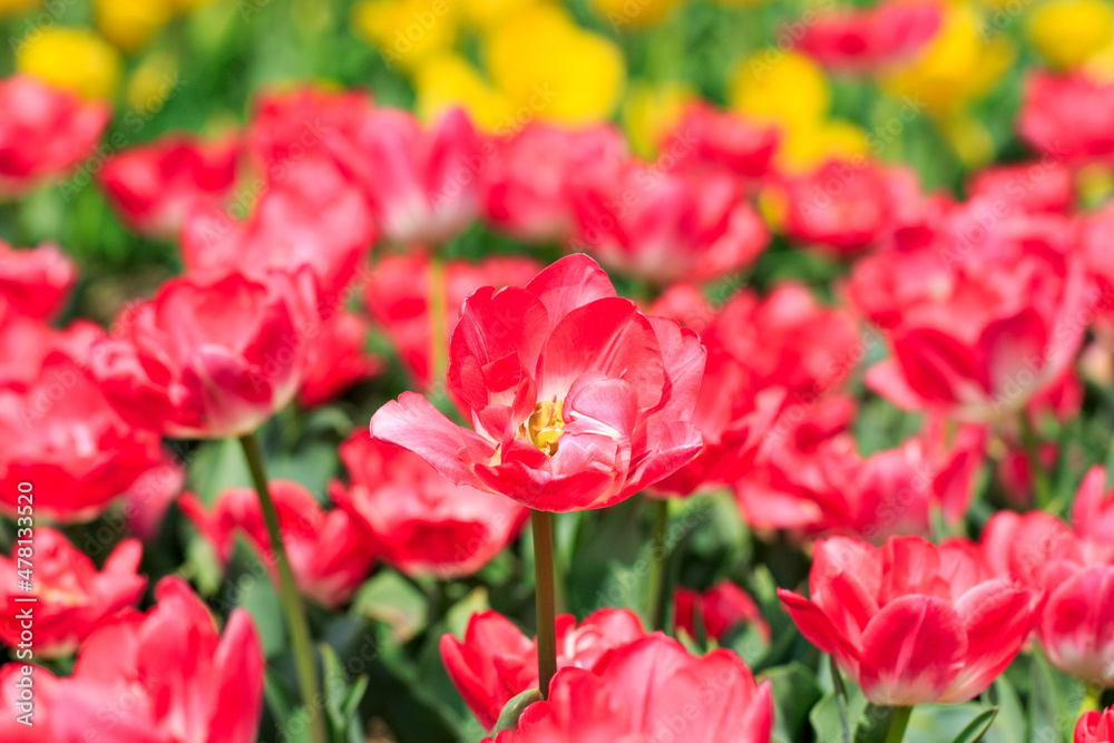 Red tulips field blooming in spring